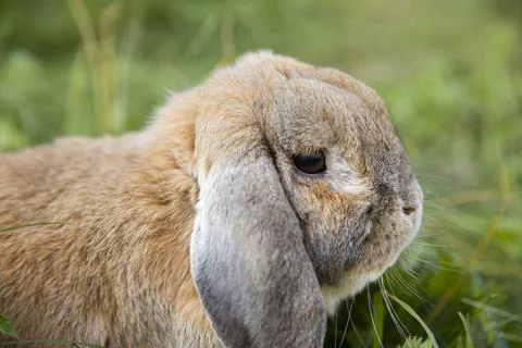 Rabbit fold-eared mini lop sits on the lawn. Little rabbit in the grass. Stock Photos
