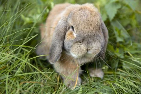 Rabbit fold-eared mini lop sits on the lawn. Little rabbit in the grass. Fotos Stock