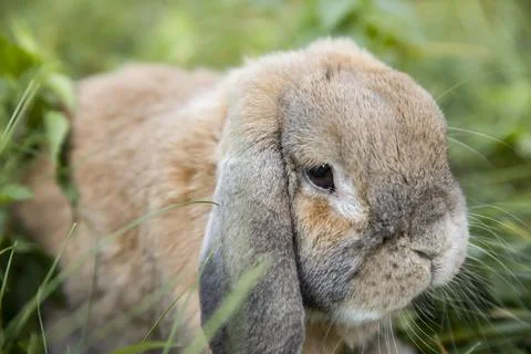 Rabbit fold-eared mini lop sits on the lawn. Little rabbit in the grass. Stock Photos
