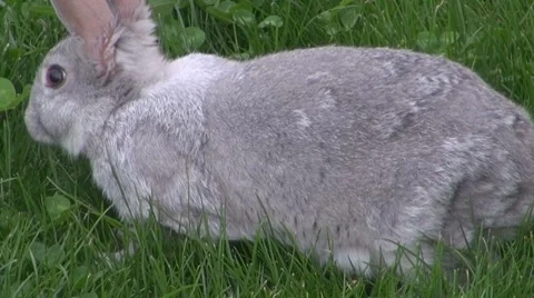 Rabbit Vídeos de archivo 8569163