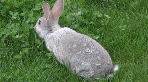 Rabbit Vídeos de archivo 8569179