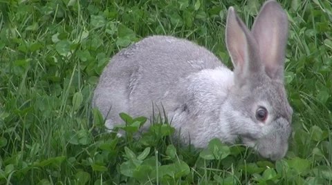 Rabbit Video stock 8569208