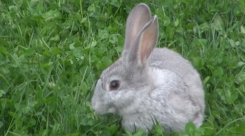 Rabbit Stock-Footage 8569219