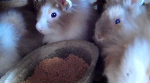 Rabbit Stock Footage 8575442