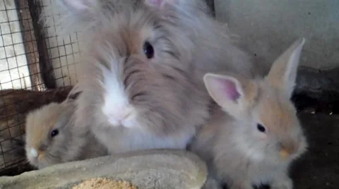 Rabbit Stock Footage 8575584