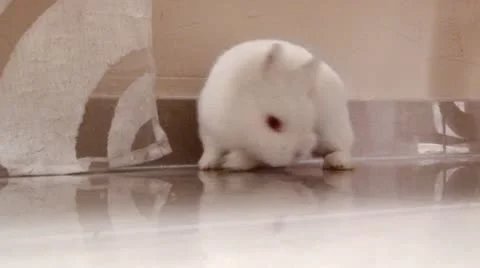 Rabbit Video stock 9241612