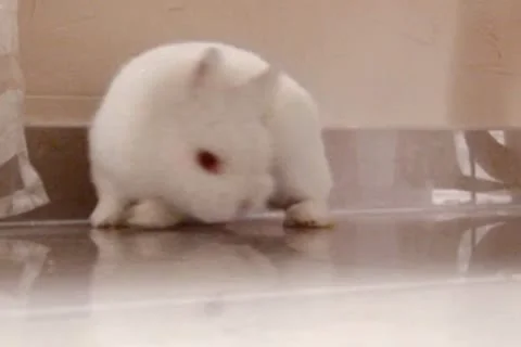 Rabbit Stock Footage 10609868