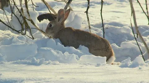 Rabbit Stock Footage 10750413