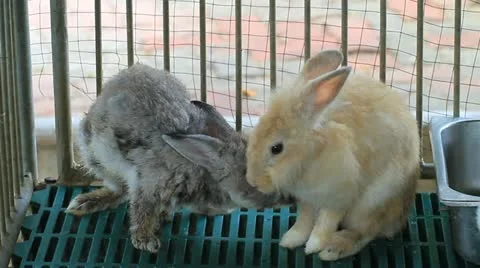 Rabbit Stock Footage 11151845