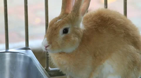Rabbit Stock Footage 11152048