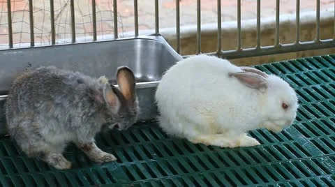 Rabbit Stock-Footage 12368003