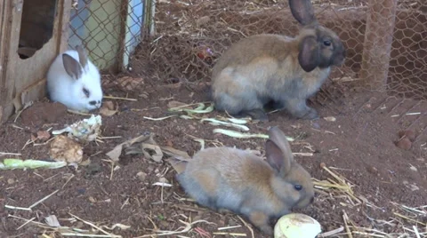 Rabbit Stock Footage 27389763