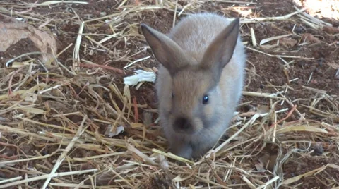 Rabbit Video stock 27390389