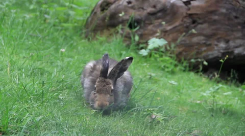 Rabbit Stock Footage 27452657