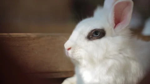 Rabbit Stock Footage 32385480