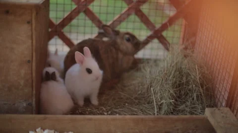 Rabbit Stock Footage 32385763