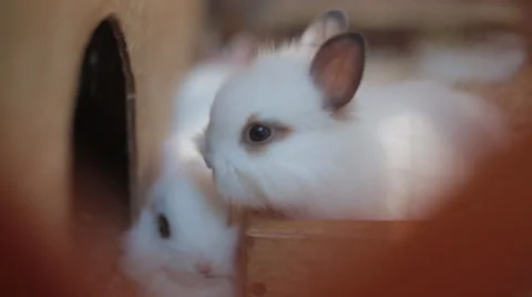 Rabbit Stock Footage 32386577