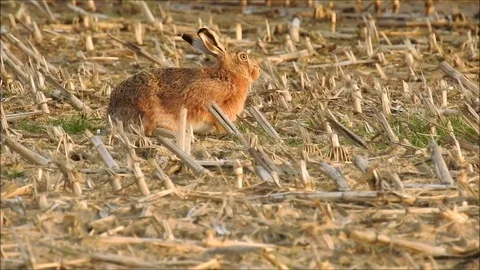 Rabbit Video stock 74112728