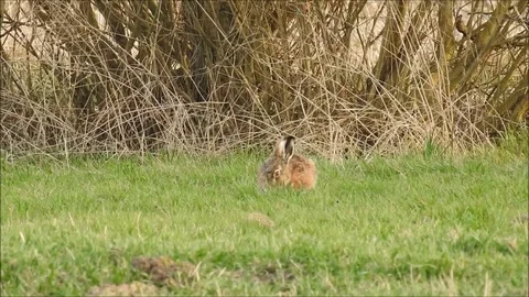 Rabbit Video stock 74112736