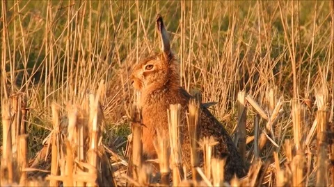 Rabbit Stock Footage 74113693