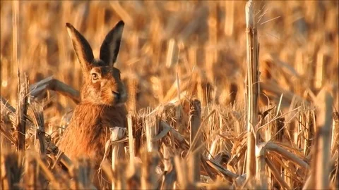 Rabbit Video stock 74113694