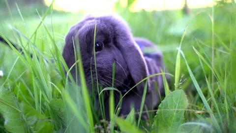 Rabbit Stock Footage 145312726