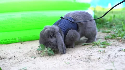 Rabbit Stock Footage 145312741