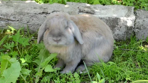 Rabbit Stock Footage 156307006