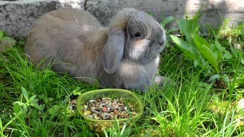 Rabbit Stock Footage 156307215