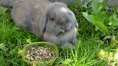 Rabbit Stock Footage 156307235