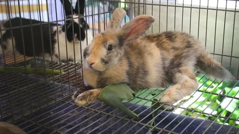 Rabbit 스톡 동영상 220243734