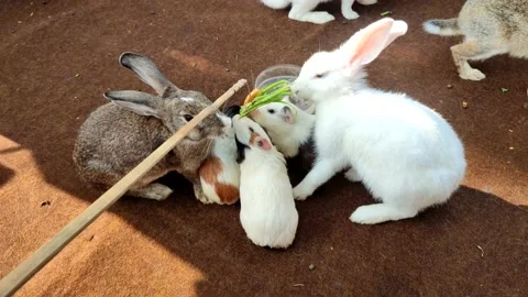 Rabbit Stock Footage 237145836