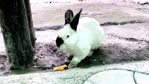 Rabbit Stock Footage 247394952