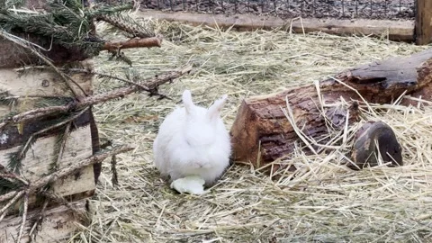 Rabbit Stock Footage 297070026