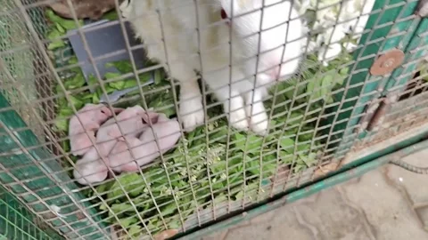 Rabbit Stock Footage 304104188