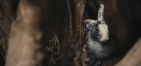 A rabbit Video stock 328227062