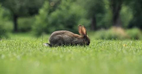 Rabbit Video stock 328227082