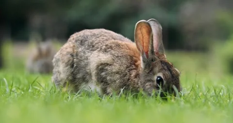 Rabbit Video stock 328227088
