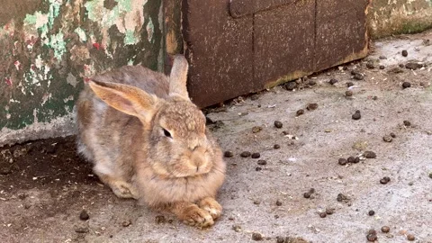 Rabbit Stock Footage 337361641