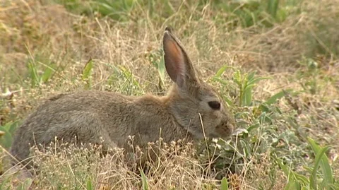 Rabbit Foraging in Custer State Park in South Dakota Stock Footage 93800824