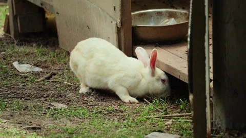 Rabbit Foraging on Meadow Edge in Nature Video stock 320980057