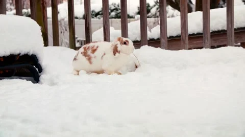 Rabbit Foraging in Snow Stock Footage 53789994