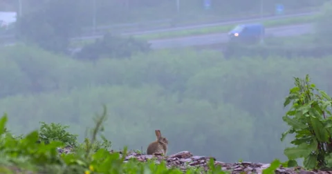Rabbit in foreground with Motorway traffic in background Stock Footage 65388834