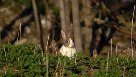 A rabbit in the forest is on the lookout for predators Stock Footage 238528446