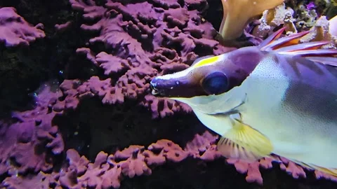 A rabbit fox face fish swimming Stock Footage 264293065