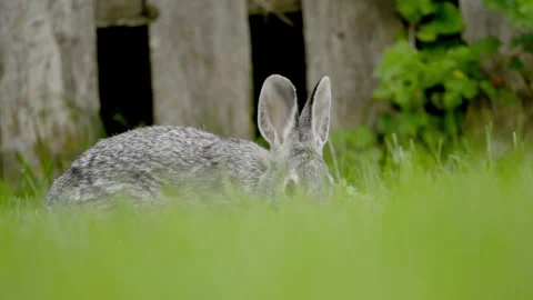 A rabbit freezing for a while and continue eating the green grass Stock Footage 306390356