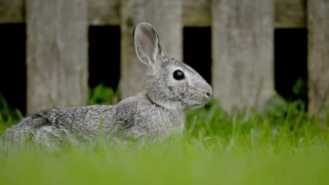 A rabbit freezing for a while looking for the danger on the green gras Stock Footage 306390337