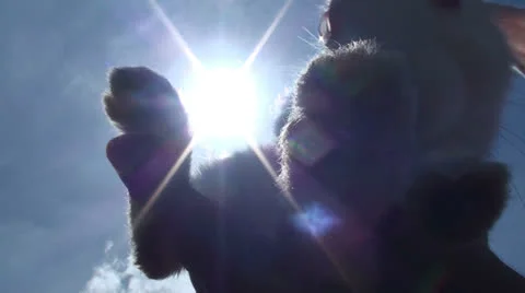 Rabbit in front of the sun (1) Stock Footage 24562578
