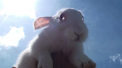 Rabbit in front of the sun (2) Video stock 24564343