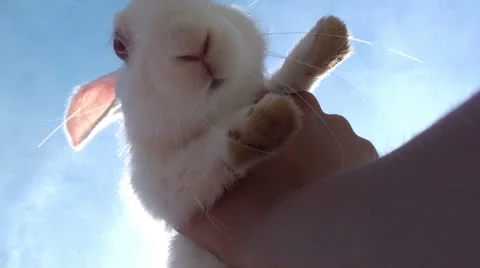 Rabbit in front of the sun (3) Stock Footage 24566208